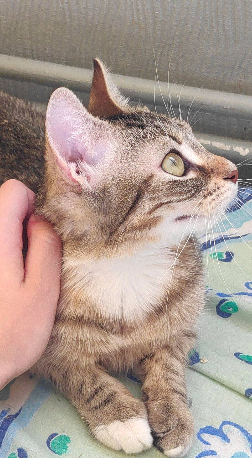 Maya participe au concours pour gagner de l'argent avec cette photo : aegean_cat, asian, australian_mist, carnivore, cat, domestic_short_haired_cat, dragon_li, european_shorthair, felidae, german_rex, kitten, mammal, ojos_azules, oriental_longhair, singapura, small_to_medium_sized_cats, snout, tabby_cat, vertebrate, whiskers