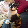 Pidgey is registered to the contest to win money with this photo: animal, blanket, calico, cat, closeup, couch, cozy, curious, domestic, ears, eyes, fur, indoor, lap, looking, person, pet, pillow, sitting, whiskers