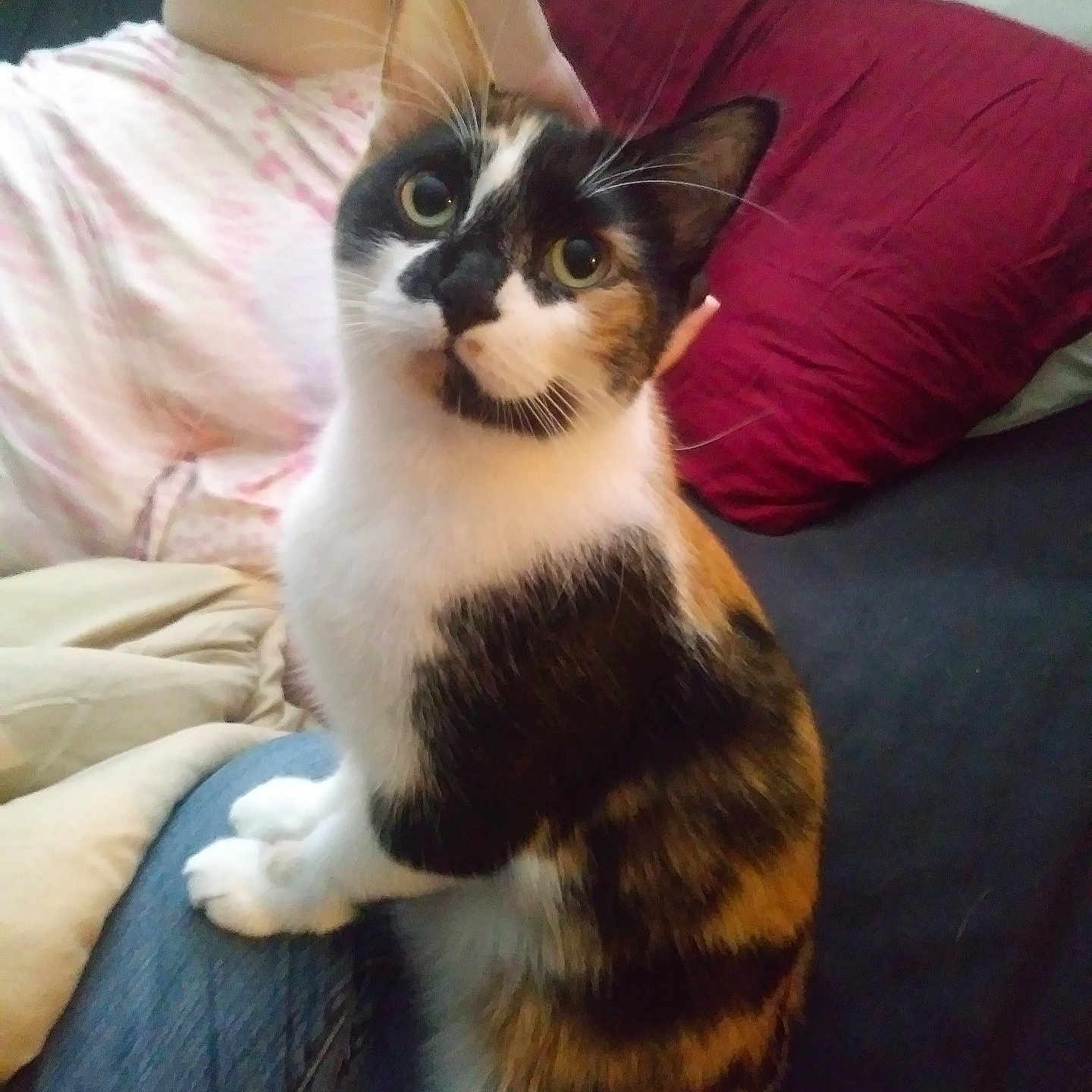 Pidgey is registered to the contest to win money with this photo: animal, blanket, calico, cat, closeup, couch, cozy, curious, domestic, ears, eyes, fur, indoor, lap, looking, person, pet, pillow, sitting, whiskers