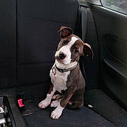 Maya a rejoint le concours — aidez-le/la à gagner de superbes lots ! animal, backseat, black_seat, car_interior, collar, companion, curious, cute, dog, domestic_animal, furry, head_tilt, indoors, pet, puppy, seatbelt_buckle, sitting, vehicle, window, young_dog