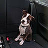 animal, backseat, black_seat, car_interior, collar, companion, curious, cute, dog, domestic_animal, furry, head_tilt, indoors, pet, puppy, seatbelt_buckle, sitting, vehicle, window, young_dog