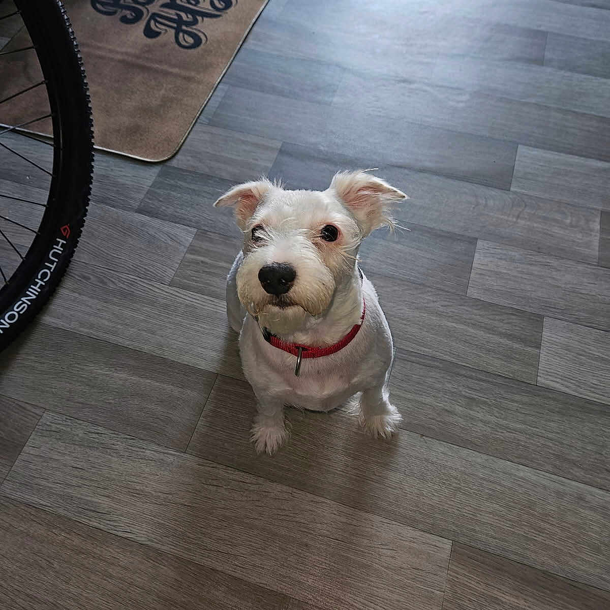 Snow a rejoint le concours — aidez-le/la à gagner de superbes lots ! accessories, animal, ball, canine, dog, hardwood, indoors, interiordesign, leash, machine, pet, poodle, puppy, spoke, sport, strap, terrier, wheel, whitedog, wood