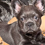 Louie joined the competition — help win amazing prizes! dog, puppy, french_bulldog, close_up, ears, fur, animal, pet, cute, lying_down, face, eyes, snout, domestic_animal, companion, resting, indoors, canine, portrait, young