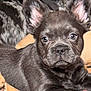 dog, puppy, french_bulldog, close_up, ears, fur, animal, pet, cute, lying_down, face, eyes, snout, domestic_animal, companion, resting, indoors, canine, portrait, young