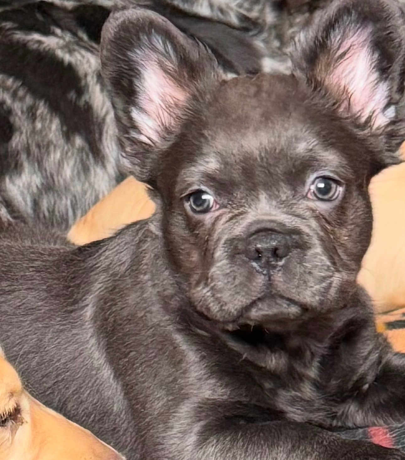 Louie