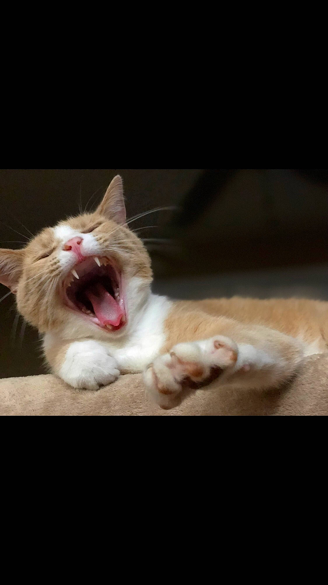 Prince Charming is registered to the contest to win money with this photo: aegean_cat, carnivore, cat, ear, european_shorthair, facial_expression, felidae, fur, kitten, mouth, paw, photo_caption, small_to_medium_sized_cats, smile, snout, tail, tooth, whiskers, yawn