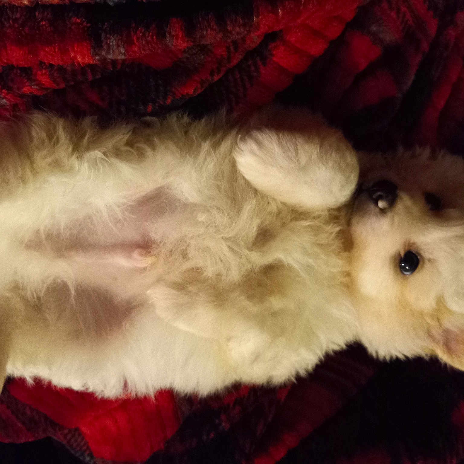 Little Bear