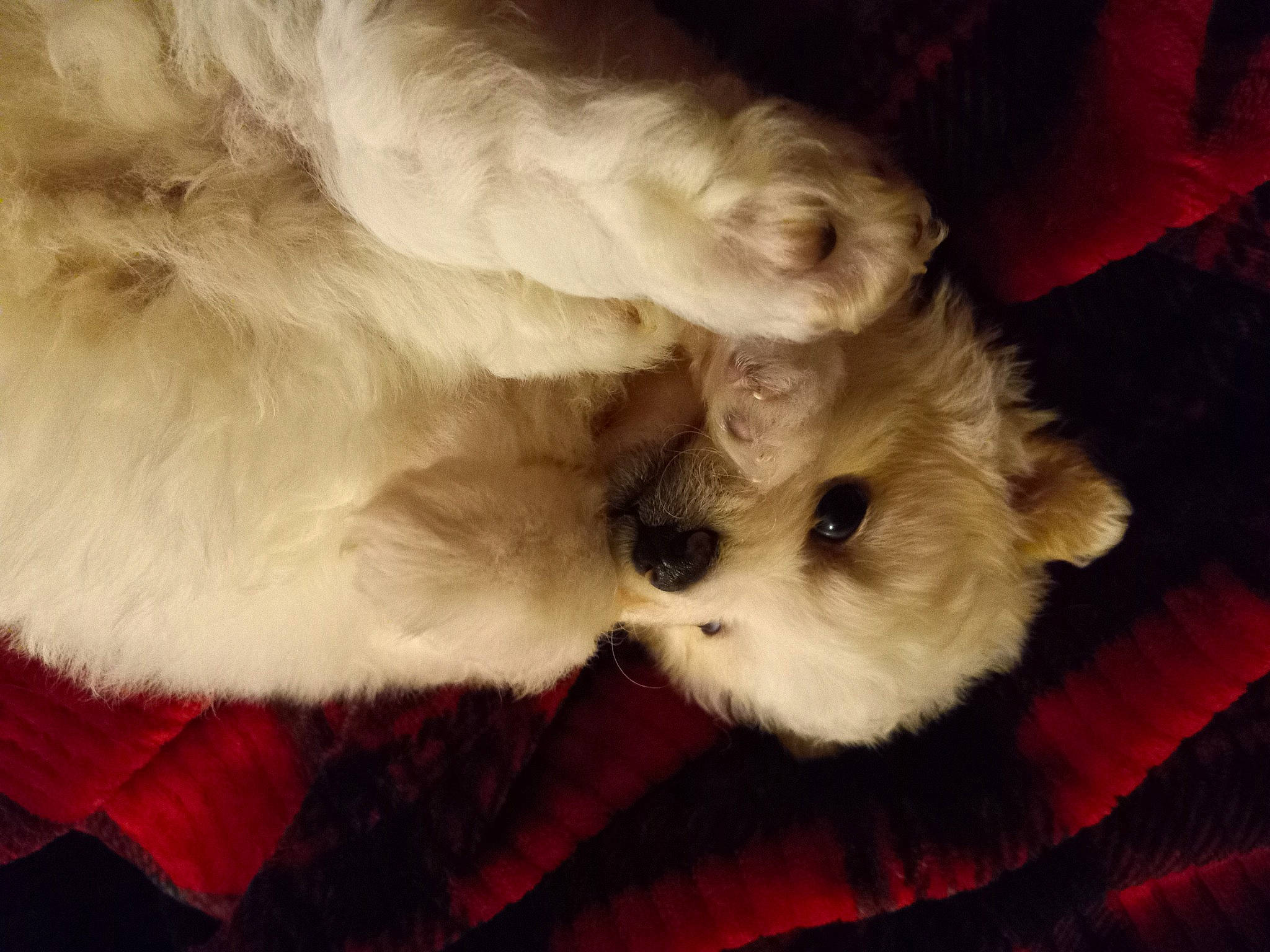 Little Bear joined the competition — help win amazing prizes! american_eskimo_dog, canidae, carnivore, companion_dog, dog, dog_breed, ear, fawn, felidae, fur, german_spitz, paw, puppy_love, small_to_medium_sized_cats, snout, spitz, sporting_group, tail, toy_dog, whiskers