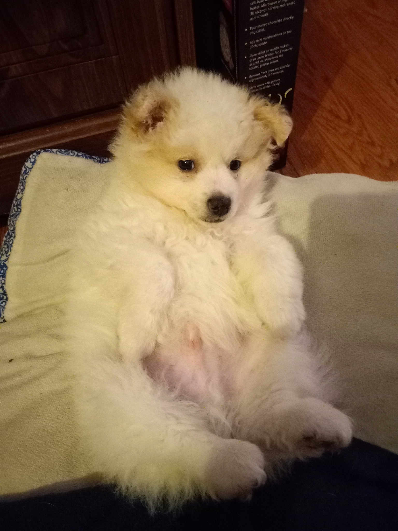 Little Bear