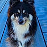 dog, canine, fluffy, black_and_white, long_hair, golden_eyes, upright_ears, portrait, sitting, front_view, pet, animal, fur, white_chest, outdoor, deck, wooden_floor, blue_background, close_up, photography