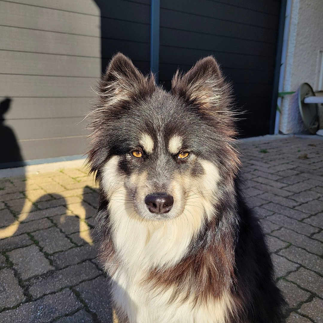 Polka participe au concours pour gagner de l'argent avec cette photo : dog, canine, fluffy, long_hair, sitting, portrait, outdoor, sunlight, shadow, driveway, paving_stones, garage, building, black_and_white, brown_fur, white_chest, pointed_ears, looking_at_camera, pet, animal