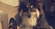 Polka a rejoint le concours — aidez-le/la à gagner de superbes lots ! dog, puppy, fluffy, long_hair, black_and_white, brown, pet, animal, face, eyes, nose, ears, paw, sitting, indoor, living_room, television, furniture, person, heart