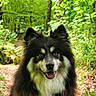 Polka participe au concours pour gagner de l'argent avec cette photo : dog, canine, fluffy, long_hair, black_and_white, happy, smiling, tongue_out, ears, portrait, outdoor, forest, woodland, nature, trail, trees, foliage, greenery, sunlight, animal_photography