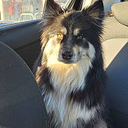 Polka participe au concours pour gagner de l'argent avec cette photo : dog, canine, fluffy, black_and_white, long_hair, portrait, face, eyes, ears, nose, fur, sitting, car, vehicle, interior, seat, sunlight, outdoor, pet, photography