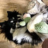 Polka a rejoint le concours — aidez-le/la à gagner de superbes lots ! dog, puppy, black_and_white, fluffy, long_hair, lying_down, upside_down, playful, toy, knitted_toy, green, pet, animal, fur, paws, brown_eyes, wooden_floor, indoors, cute, portrait