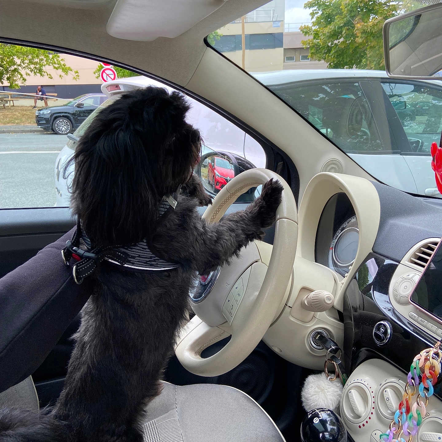 Scott a rejoint le concours — aidez-le/la à gagner de superbes lots ! black_dog, car_interior, car_seat, dashboard, daylight, dog, dog_harness, gear_shift, human_hand, key_in_ignition, leash, parked_car, person_arm, rearview_mirror, road_sign, seat, steering_wheel, tree, urban, window