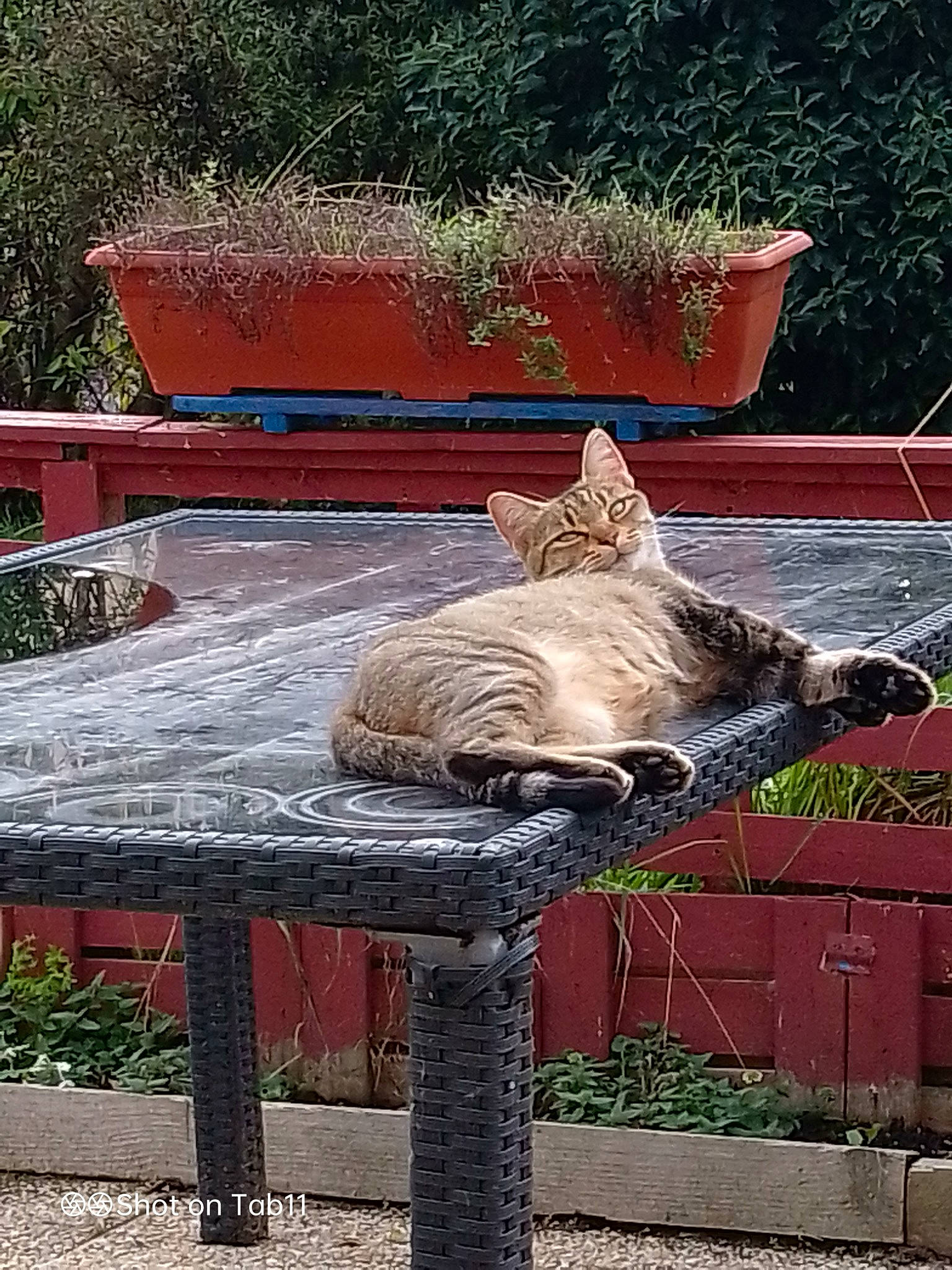 Laurette a rejoint le concours — aidez-le/la à gagner de superbes lots ! art, brickwork, carnivore, cat, domestic_short_haired_cat, fawn, felidae, flowerpot, grass, outdoor_bench, outdoor_furniture, plant, rectangle, sitting, small_to_medium_sized_cats, snout, tail, terrestrial_animal, whiskers, wood