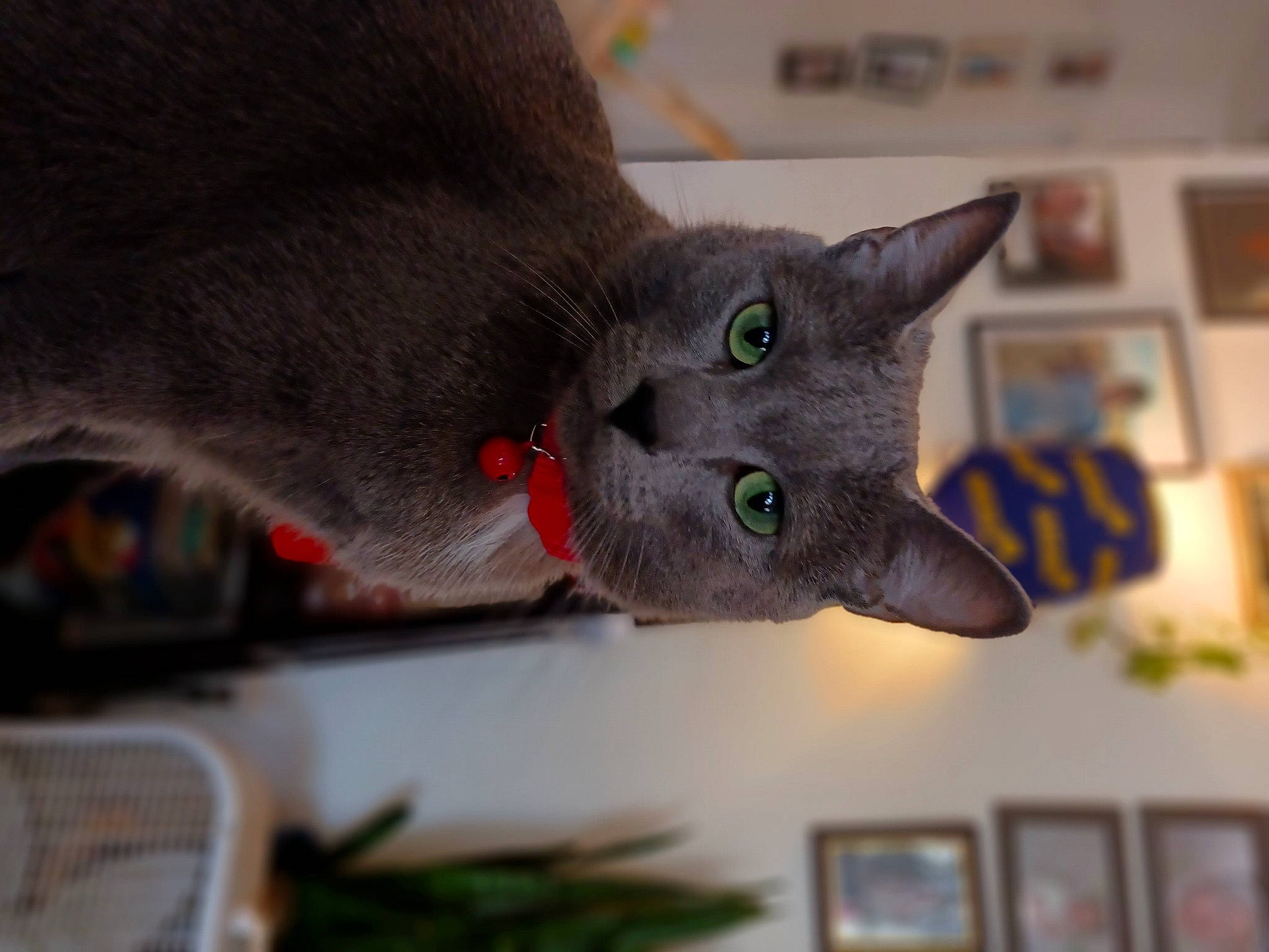 Teekers joined the competition — help win amazing prizes! carnivore, cat, domestic_short_haired_cat, felidae, fur, grey, plant, russian_blue, small_to_medium_sized_cats, snout, whiskers