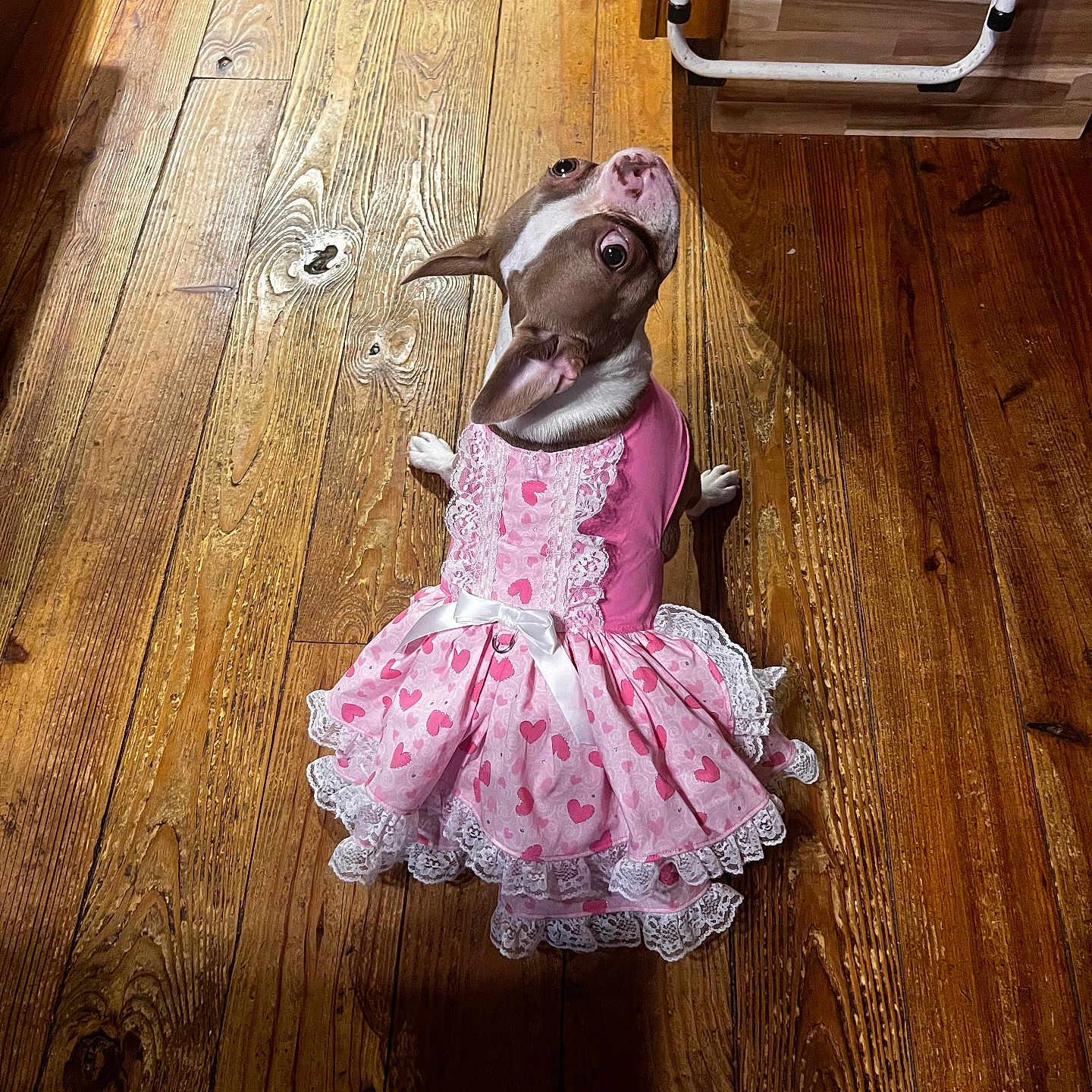 Nali joined the competition — help win amazing prizes! animal, canine, child, clothing, dog, dress, eveningdress, face, female, formalwear, girl, hardwood, indoors, interiordesign, person, pet, plywood, puppy, skirt, wood