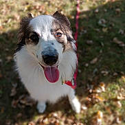 Samwise joined the competition — help win amazing prizes! dog, animal, pet, tongue_out, fur, happy, outdoor, grass, leaves, nature, blurred_background, cute, canine, collar, leash, portrait, sunlight, friendly, closeup, smiling