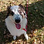 animal, blurred_background, canine, closeup, collar, cute, dog, friendly, fur, grass, happy, leash, leaves, nature, outdoor, pet, portrait, smiling, sunlight, tongue_out