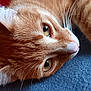 Moanna is registered to the contest to win money with this photo: animal, cat, close_up, curious, cute, eye, fur, ginger_cat, head, indoor, lying_down, mammal, nose, orange_fur, pet, portrait, relaxed, sleepy, soft_surface, whiskers