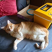 Moanna is registered to the contest to win money with this photo: animal, blanket, cat, cozy, curious, cushion, domestic_animal, feline, fur, home, indoor, lying_down, orange_cat, pet, relaxed, resting, sleepy, soft_texture, white_paws, yellow_box