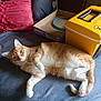 animal, blanket, cat, cozy, curious, cushion, domestic_animal, feline, fur, home, indoor, lying_down, orange_cat, pet, relaxed, resting, sleepy, soft_texture, white_paws, yellow_box