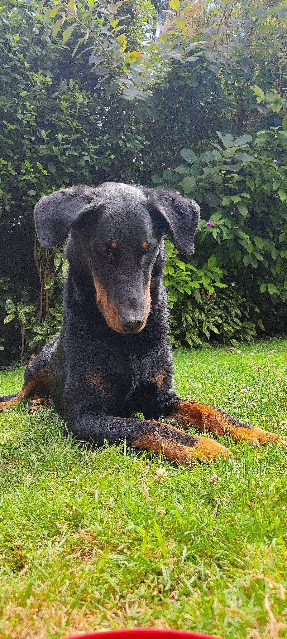 Oska a rejoint le concours — aidez-le/la à gagner de superbes lots ! canidae, carnivore, companion_dog, dog, dog_breed, grass, groundcover, guard_dog, hunting_dog, plant, snout, sporting_group, terrestrial_animal, tree, working_animal, working_dog