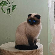 Corinne Tonietto a rejoint le concours — aidez-le/la à gagner de superbes lots ! cat, siamese_cat, blue_eyes, feline, pet, indoor, stool, woven, plant, green_wall, curtains, window_light, fluffy, sitting, domestic_animal, cute, animal_portrait, natural_light, home_interior, decor