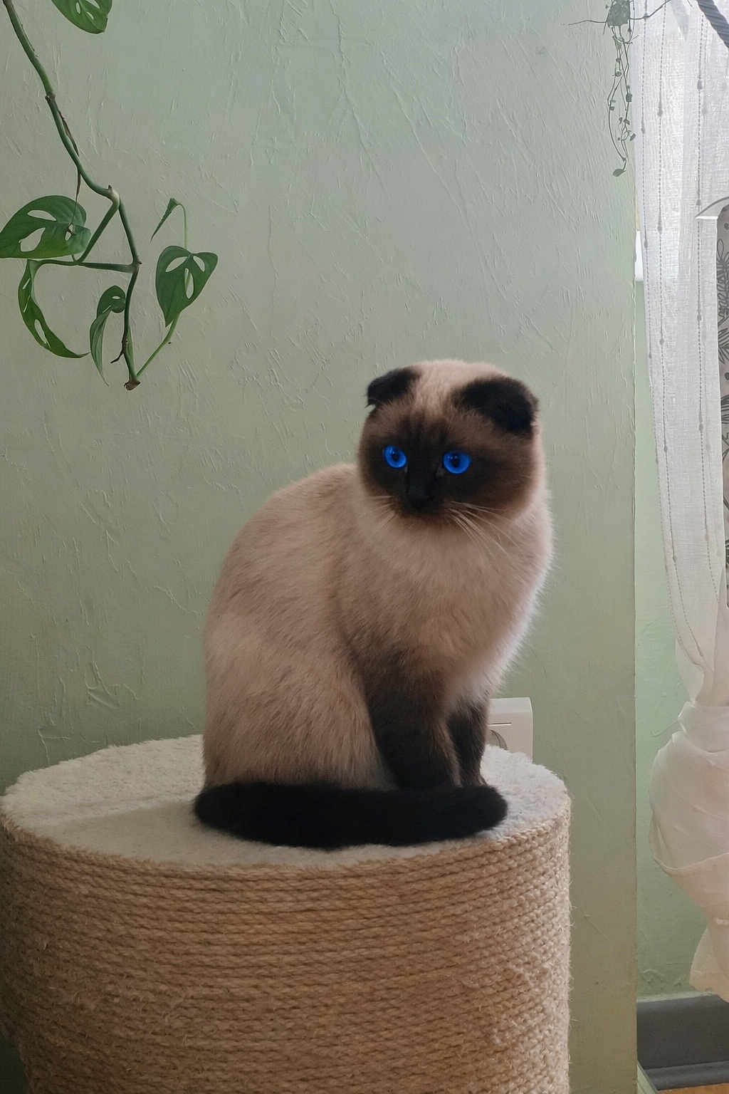 Corinne Tonietto a rejoint le concours — aidez-le/la à gagner de superbes lots ! cat, siamese_cat, blue_eyes, feline, pet, indoor, stool, woven, plant, green_wall, curtains, window_light, fluffy, sitting, domestic_animal, cute, animal_portrait, natural_light, home_interior, decor