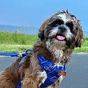 Arya is registered to the contest to win money with this photo: animal, brown_fur, cute, daytime, dog, fluffy, grass, happy, harness, leash, mammal, nature, outdoor, pet, portrait, road, sitting, sky, tongue_out, white_fur