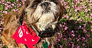 Arya is registered to the contest to win money with this photo: animal, bandana, canine, cute, dog, flowers, fluffy, fur, garden, grass, happy, leash, nature, outdoor, pet, pink_petals, portrait, red_harness, small_dog, sunlight