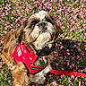 animal, bandana, canine, cute, dog, flowers, fluffy, fur, garden, grass, happy, leash, nature, outdoor, pet, pink_petals, portrait, red_harness, small_dog, sunlight