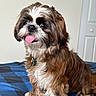 Arya joined the competition — help win amazing prizes! animal, bed, black_fur, blanket, brown_fur, collar, cute, dog, fluffy, fur, happy, indoor, pet, portrait, shih_tzu, sitting, small_dog, tag, tongue_out, white_fur