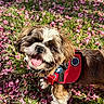 Arya joined the competition — help win amazing prizes! animal, canine, close_up, dog, fur, grass, greenery, happy, nature, outdoor, pet, pink_flowers, playful, portrait, red_harness, small_dog, smiling, spring, sunlight, tongue_out