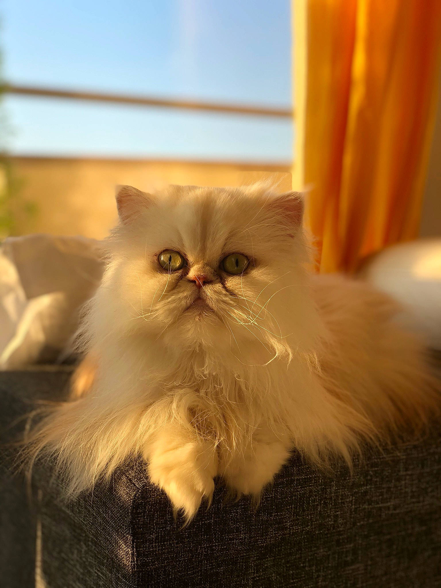 Chapoule participe au concours pour gagner de l'argent avec cette photo : carnivore, cat, curtain, fawn, felidae, fruit, fur, grass, persian, plant, sky, small_to_medium_sized_cats, snout, whiskers, wood