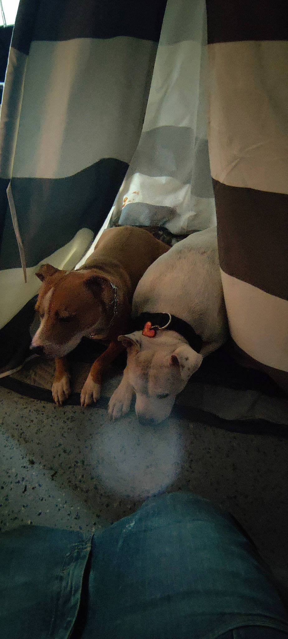 Domino joined the competition — help win amazing prizes! canidae, carnivore, comfort, companion_dog, couch, dog, dog_breed, fawn, flooring, human_leg, knee, linens, non_sporting_group, paw, room, sporting_group, tail, toy_dog, whiskers, working_animal