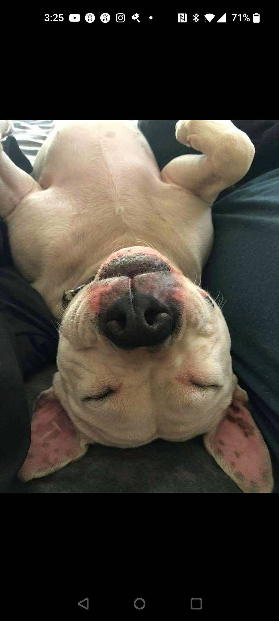 Domino is registered to the contest to win money with this photo: bulldog, canidae, carnivore, companion_dog, dog, dog_breed, eye, fawn, flesh, fur, head, jaw, molosser, snout, sporting_group, terrestrial_animal, whiskers, working_animal, working_dog, wrinkle