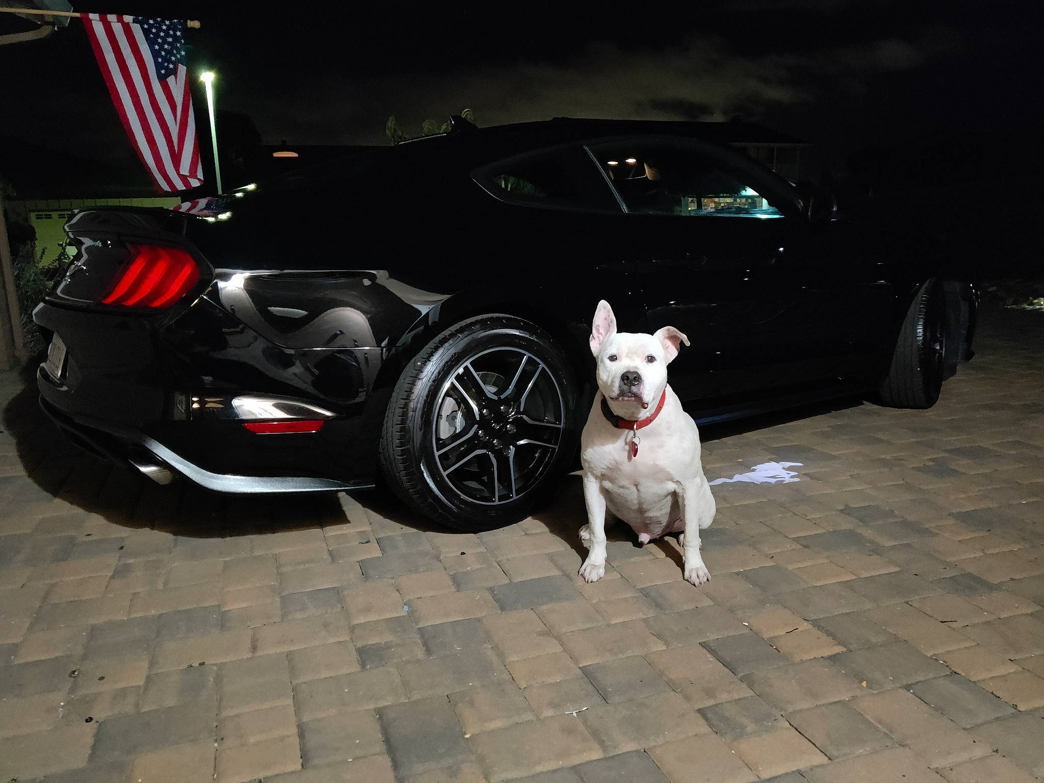 Domino joined the competition — help win amazing prizes! alloy_wheel, automotive_design, automotive_exterior, automotive_lighting, automotive_tire, bumper, car, carnivore, companion_dog, dog, dog_breed, dog_supply, fender, motor_vehicle, personal_luxury_car, rim, tire, trunk, vehicle, wheel