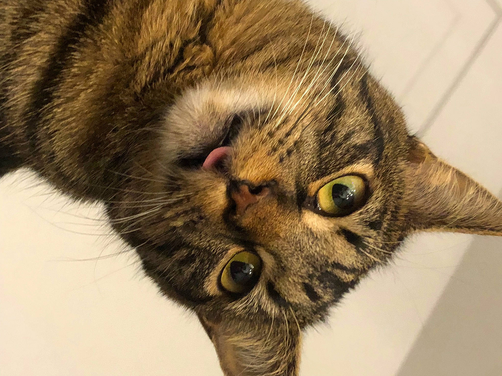 Dezmè is registered to the contest to win money with this photo: big_cats, carnivore, cat, claw, domestic_short_haired_cat, ear, eye, felidae, fur, human_body, paw, small_to_medium_sized_cats, snout, tail, terrestrial_animal, whiskers, wildlife