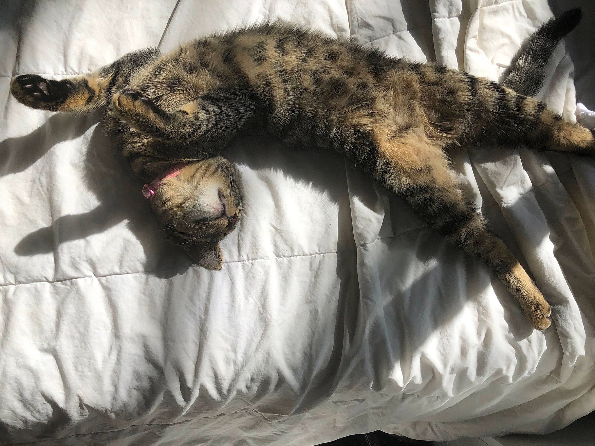 Dezmè is registered to the contest to win money with this photo: bed, carnivore, cat, claw, comfort, domestic_short_haired_cat, duvet, felidae, fur, linens, nap, paw, sleep, small_to_medium_sized_cats, snout, sporting_group, tail, terrestrial_animal, whiskers