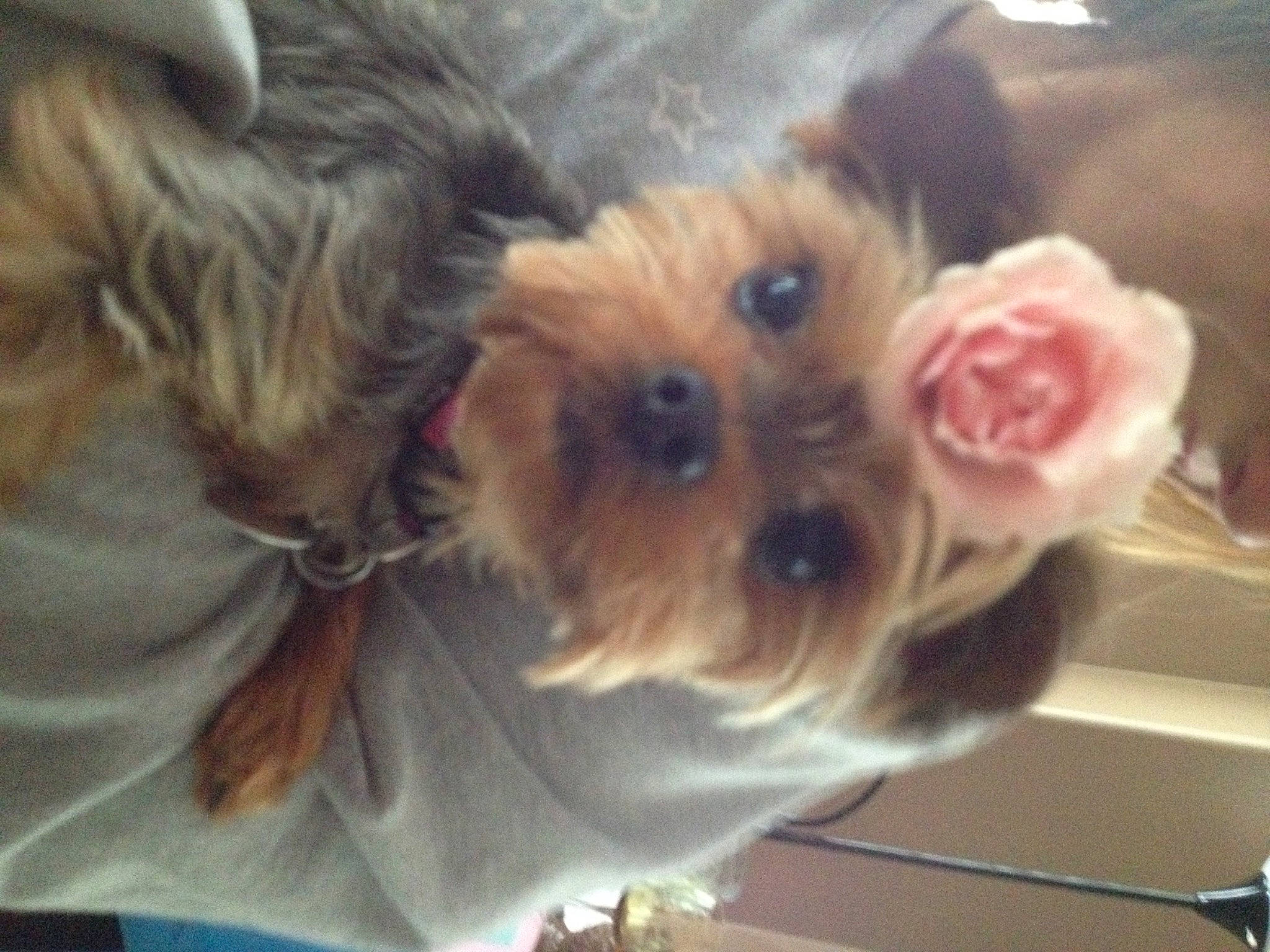 Bridget is registered to the contest to win money with this photo: canidae, carnivore, companion_dog, dog, dog_breed, dog_supply, ear, fawn, flower, fur, liver, petal, plant, puppy_love, snout, sporting_group, toy_dog, vertebrate, whiskers, working_animal