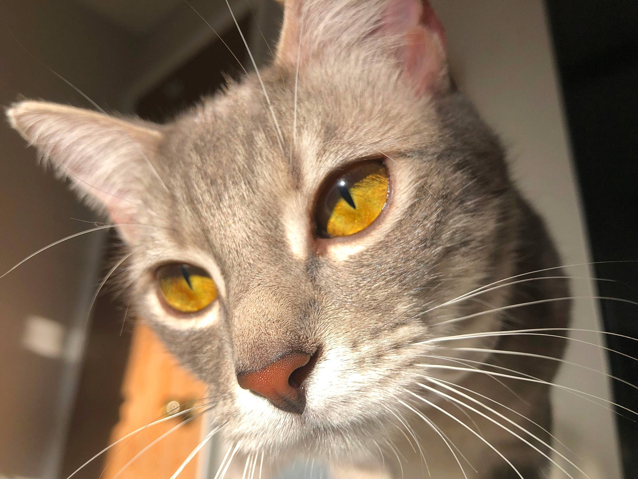 Stormi is registered to the contest to win money with this photo: carnivore, cat, close_up, domestic_short_haired_cat, ear, eye, felidae, fur, small_to_medium_sized_cats, snout, whiskers
