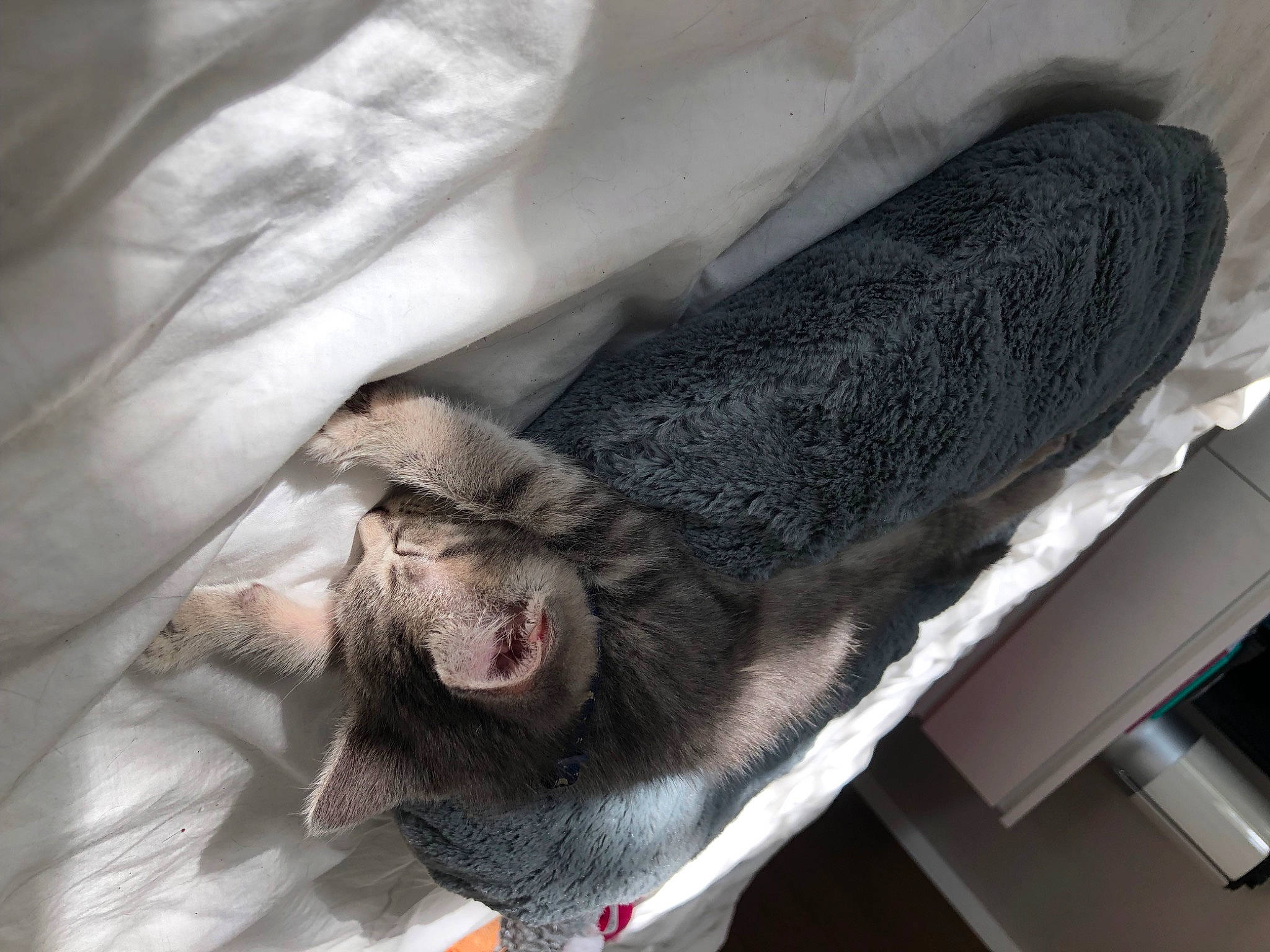 Stormi is registered to the contest to win money with this photo: canidae, carnivore, claw, companion_dog, dog_breed, fang, felidae, foot, fur, grey, jaw, nap, non_sporting_group, paw, small_to_medium_sized_cats, snout, sporting_group, tail, whiskers, working_animal