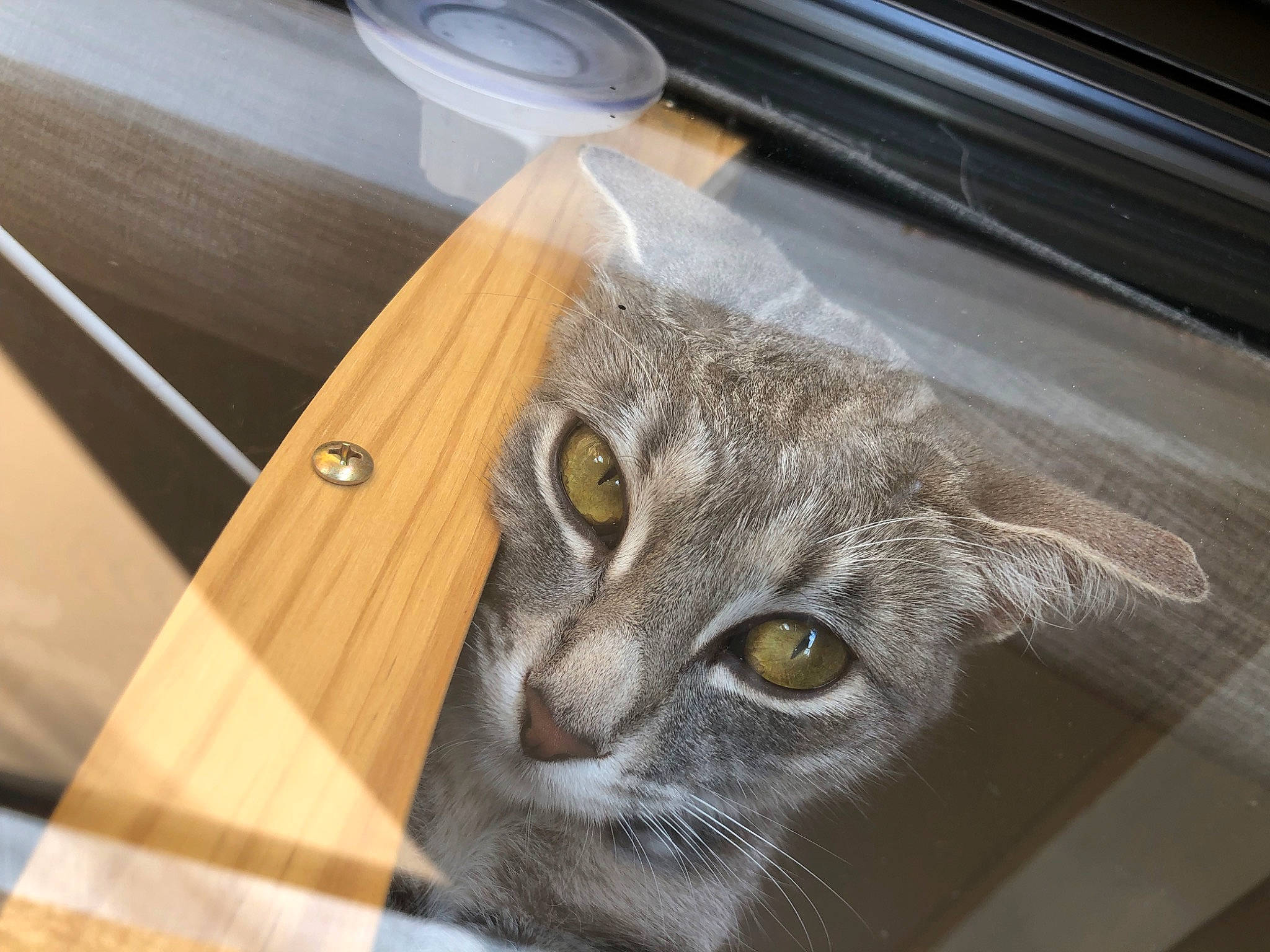 Stormi is registered to the contest to win money with this photo: carnivore, cat, domestic_short_haired_cat, door, felidae, fur, hardwood, kitchen_utensil, plywood, room, small_to_medium_sized_cats, snout, terrestrial_animal, varnish, whiskers, window, wood, wood_stain