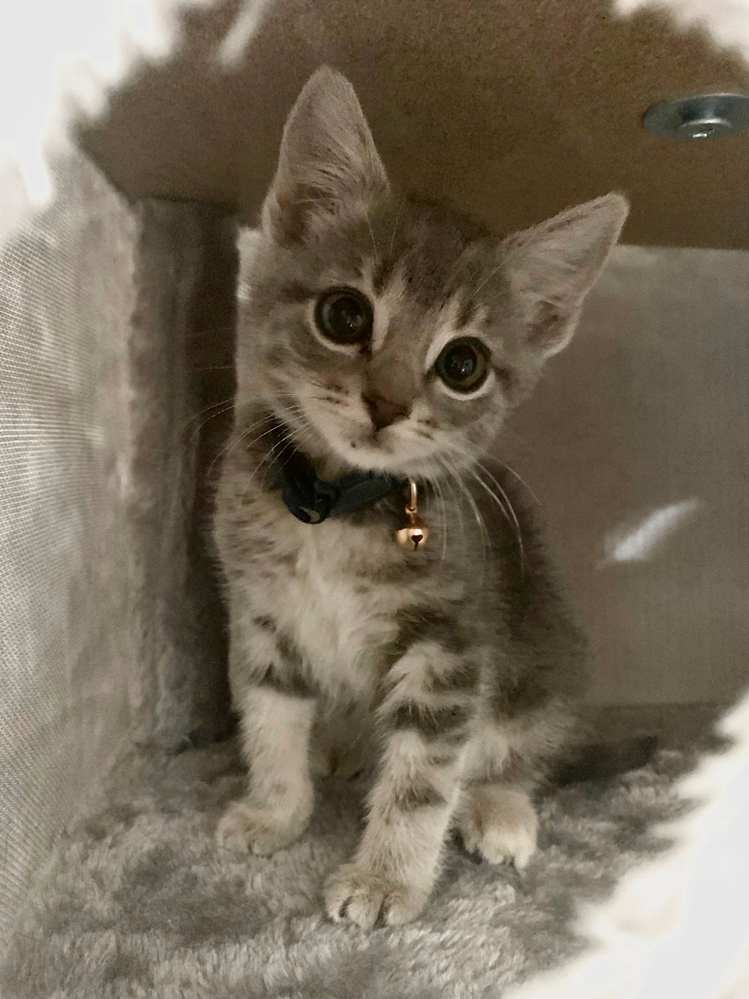 Stormi is registered to the contest to win money with this photo: carnivore, cat, cat_toy, domestic_short_haired_cat, felidae, fur, gesture, grey, monochrome, monochrome_photography, paw, photo_caption, small_to_medium_sized_cats, snout, tail, terrestrial_animal, whiskers