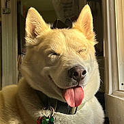 Ace joined the competition — help win amazing prizes! animal, canine, close_up, collar, dog, domestic_animal, ears, fur, happy, indoor, light, nose, pet, portrait, relaxed, resting, smiling, sunlight, tongue_out, window