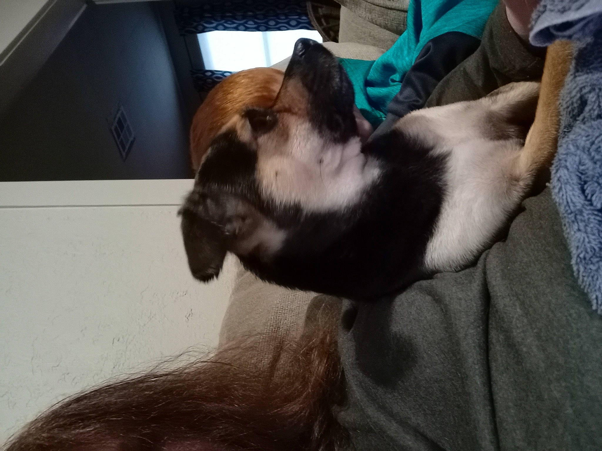 Doodle is registered to the contest to win money with this photo: beard, box, carnivore, comfort, companion_dog, dog, dog_breed, domestic_short_haired_cat, felidae, fur, gesture, mammal, nap, non_sporting_group, paw, small_to_medium_sized_cats, tail, toy_dog, whiskers, working_animal