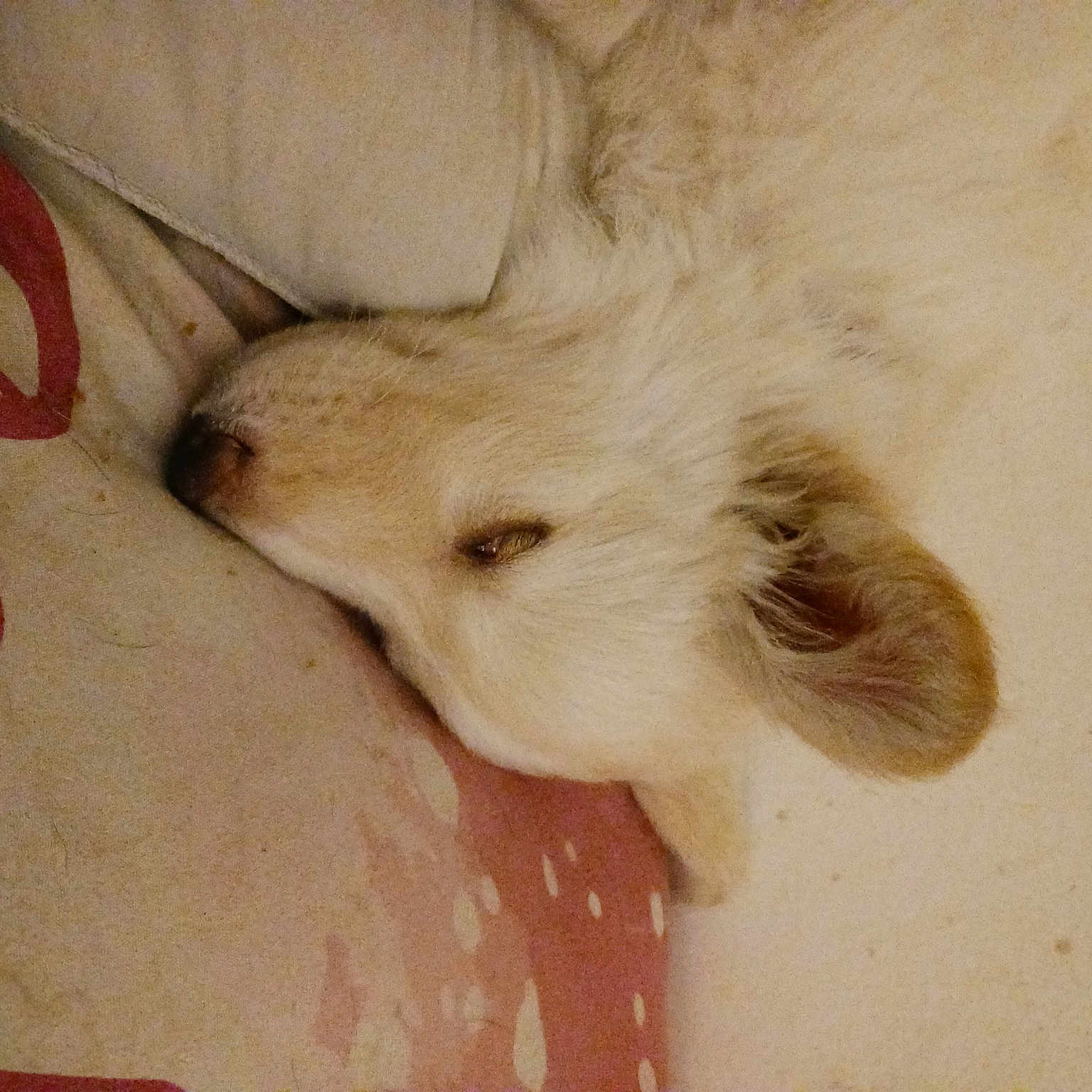 Nala